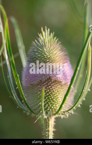Blüte aus Wilde Karde, Nordrhein-Westfalen, Europa, (Dipsacus fullonum, Dipsacus sylvestris) Stockfoto