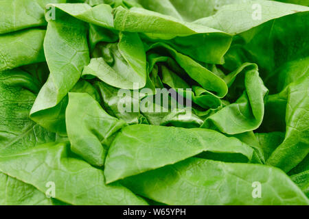 Kopf Salat, Lactuca sativa var. capitata Stockfoto