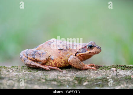 Grasfrosch weiblich, Nordrhein-Westfalen, Europa, (Rana temporaria)