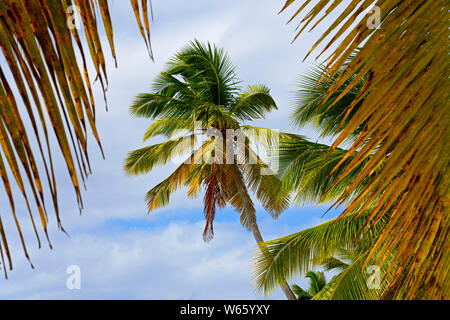 Palm Beach, Insel Isla Saona, Parque Nacional del Este, Dominikanische Republik, Karibik, Nordamerika Stockfoto