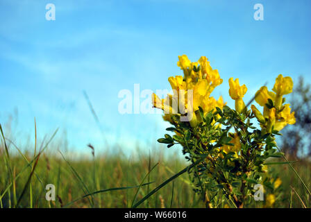 Niederlassungen der Blüte genista Dolmetsch (Dyer Dyer greenweed oder Besen) gegen Verschwommene grüne Gras und blauen bewölkten Himmel weiches Bokeh Stockfoto