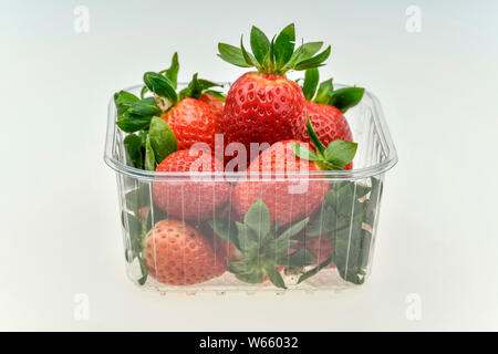 Erdbeeren, FRAGARIA X ANANASSA Stockfoto