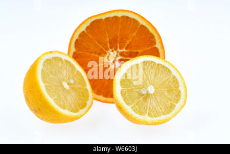 Sweet Orange und Zitrone, Citrus aurantium sinensis, Citrus Lemon Stockfoto