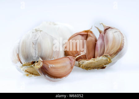 Knoblauch, Allium sativum Stockfoto