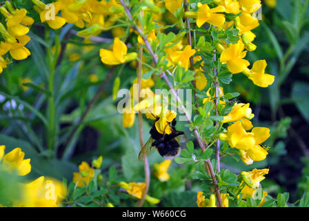 Niederlassungen der Blüte genista Dolmetsch (Dyer Dyer greenweed oder Besen) mit Hummel auf Blüte gegen blurry weiches Bokeh Stockfoto