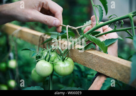 Bauer die Bindung von Seil grüne Tomaten in seinem Gewächshaus Nahaufnahme Stockfoto