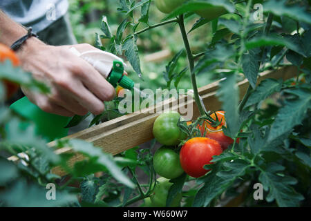 Landwirt köstliche Tomaten von feldspritze in seinem Gewächshaus Nahaufnahme Stockfoto