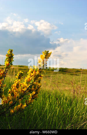 Niederlassungen der Blüte genista Dolmetsch (Dyer Dyer greenweed oder Besen) gegen Verschwommene grüne Gras und blauen bewölkten Himmel weiches Bokeh Stockfoto