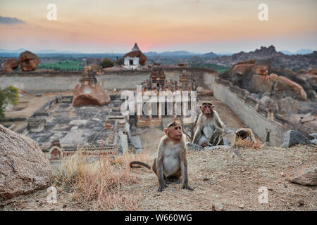 Motorhaube Makaken (Macaca radiata) an Malyavanta Raghunatha Tempel, Hampi, UNESCO-heritge Website, Karnataka, Indien Stockfoto
