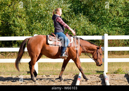 Horse Training, Western Reiten, Bodenarbeit, junges Pferd, Schienen, Schiene Stockfoto