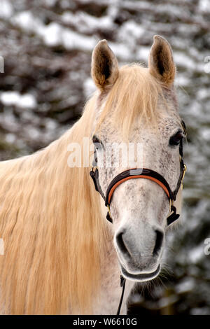 Arabian Horse, Grau, Grau, Flohmarkt - gebissen, Wallach Stockfoto