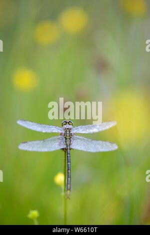 Western clubtai, Juni, Bottrop, Ruhrgebiet, Nordrhein-Westfalen, Deutschland, (Gomphus Pulchellus) Stockfoto