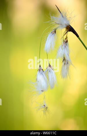 Wollgras, Juli, Grassau, Bayern, Deutschland, (Eriophorum latifolium) Stockfoto