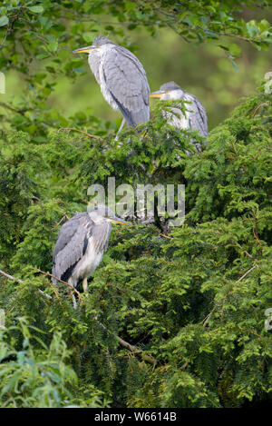 Graureiher, junge Vögel, Mai, Bottrop, Ruhrgebiet, Nordrhein-Westfalen, Deutschland, (Ardea cinerea) Stockfoto