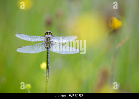 Western clubtai, Juni, Bottrop, Ruhrgebiet, Nordrhein-Westfalen, Deutschland, (Gomphus Pulchellus) Stockfoto