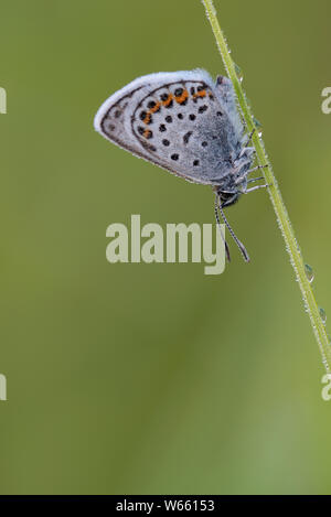 Silber - verzierte Blau, Juli, Grassau, Bayern, Deutschland, (Plebejus argus) Stockfoto