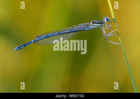 Weiß-legged Damselfly, Juli, Grassau, Bayern, Deutschland, (Platycnemis pennipes) Stockfoto