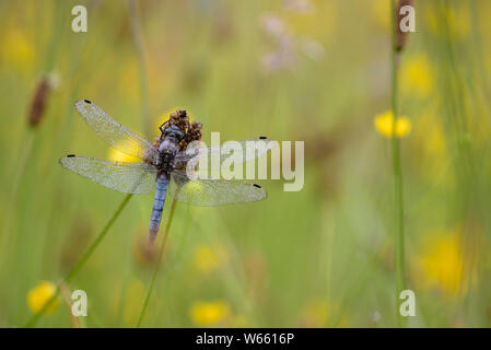 Black-tailed Skimmer, männlich, Juni, Bottrop, Ruhrgebiet, Nordrhein-Westfalen, Deutschland, (Orthetrum Cancellatum) Stockfoto