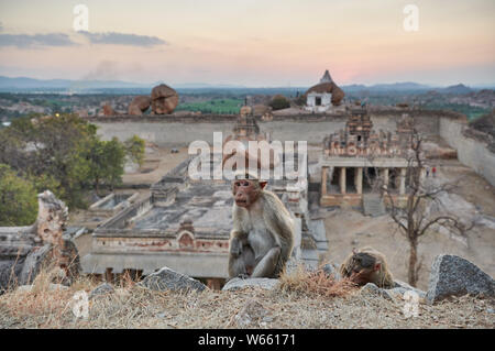 Motorhaube Makaken (Macaca radiata) an Malyavanta Raghunatha Tempel, Hampi, UNESCO-heritge Website, Karnataka, Indien Stockfoto
