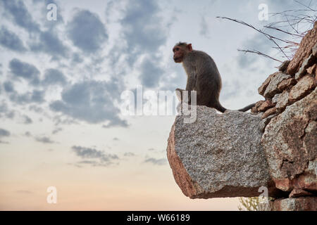 Motorhaube Makaken (Macaca radiata) an Malyavanta Raghunatha Tempel, Hampi, UNESCO-heritge Website, Karnataka, Indien Stockfoto