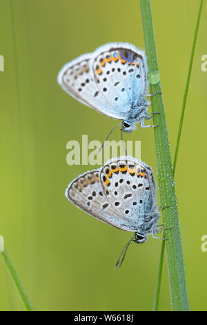 Silber - verzierte Blau, Juli, Grassau, Bayern, Deutschland, (Plebejus argus) Stockfoto