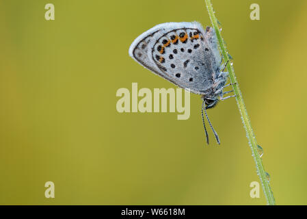 Silber - verzierte Blau, Juli, Grassau, Bayern, Deutschland, (Plebejus argus) Stockfoto