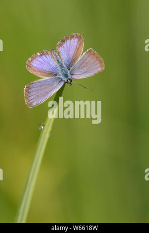 Silber - verzierte Blau, Juli, Grassau, Bayern, Deutschland, (Plebejus argus) Stockfoto