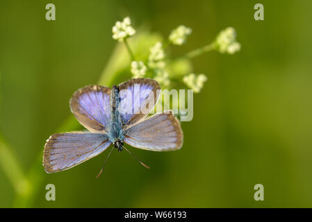 Silber - verzierte Blau, Juli, Grassau, Bayern, Deutschland, (Plebejus argus) Stockfoto