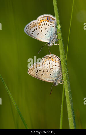 Silber - verzierte Blau, Juli, Grassau, Bayern, Deutschland, (Plebejus argus) Stockfoto