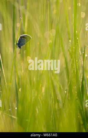 Silber - verzierte Blau, Juli, Grassau, Bayern, Deutschland, (Plebejus argus) Stockfoto