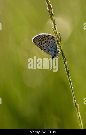 Silber - verzierte Blau, Juli, Grassau, Bayern, Deutschland, (Plebejus argus) Stockfoto