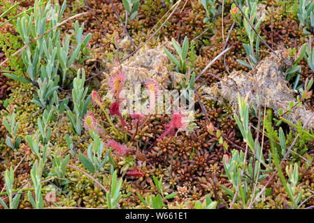 Große Sonnentau, Juli, Grassau, Bayern, Deutschland, (Drosera anglica) Stockfoto