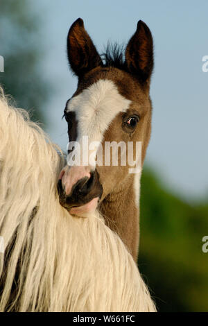 Araber - Pinto Fohlen schaut über die Mutter Hals Stockfoto