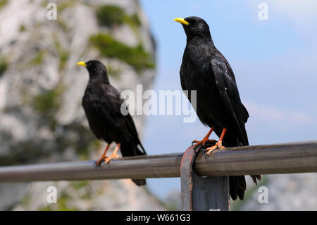 Alpine chough, Juli, Wendelstein, Bayern, Deutschland, (Pyrrhocorax Ochotonidae) Stockfoto