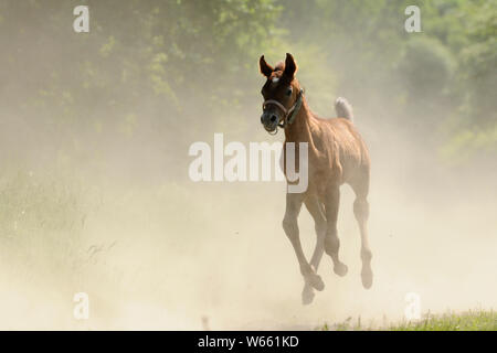 Arabische Pferd, galopp Fohlen in den Staub Stockfoto