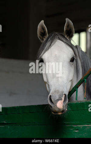 Grau Arabian Horse Stute sieht aus ihrer Box Stockfoto
