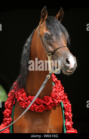 Braun Arabian Horse Hengst mit rote Blume Kranz Stockfoto