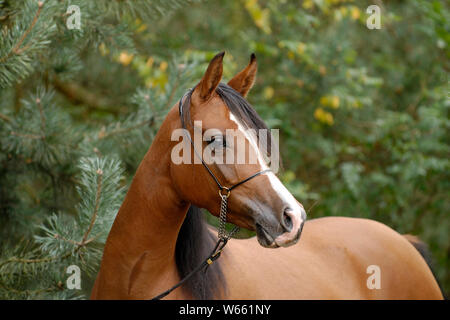 Braun Arabian Horse Stute mit Showholster Stockfoto