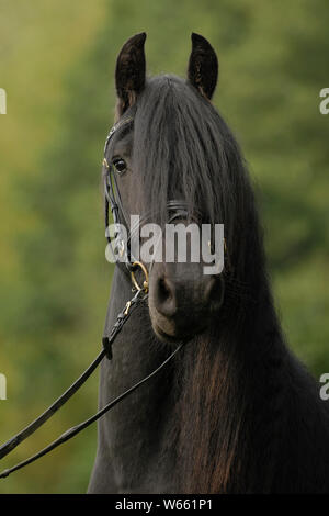 Friesische Pferd, Hengst mit Trensen Stockfoto