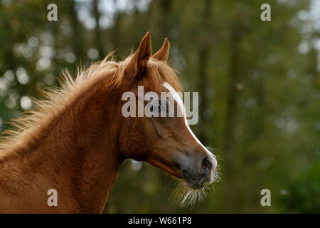 Chestnut Arabian Horse filly Stockfoto