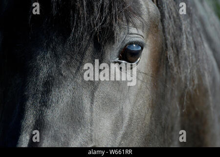 Arabian Horse, schwarze Mare Stockfoto