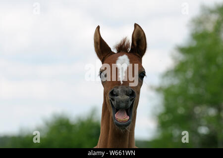 Wiehern Arabian Horse Fohlen, Kastanie Stockfoto