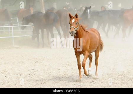 Arabian Horse, junge Chestnut Mare trabt im Fahrerlager Stockfoto