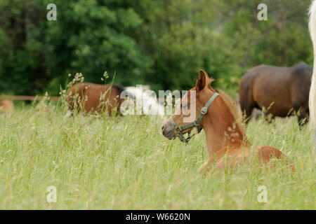 Arabian Horse, kastanie Fohlen auf der Weide ruht Stockfoto