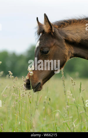 Arabische Pferd, braune Stute Testen von Gras auf der Weide Stockfoto