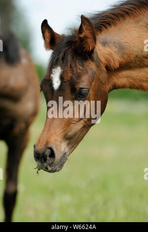Arabische Pferd, braune Stute Testen von Gras auf der Weide Stockfoto