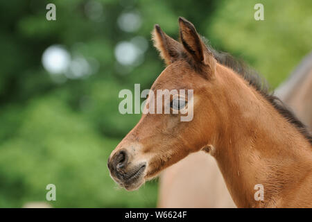 Arabian Horse, Portrait eines braunen Colt Stockfoto