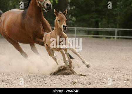 Arabische Pferd, Stute mit Fohlen im Paddock galoppieren. Stockfoto