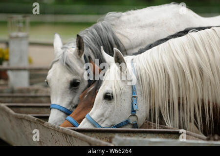 Arabian Horse, drei Stuten Trinkwasser aus einem Trog Stockfoto