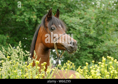Braun Arabian Horse Mare Stockfoto